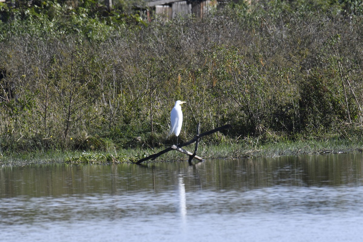 Great Egret - ML364173791