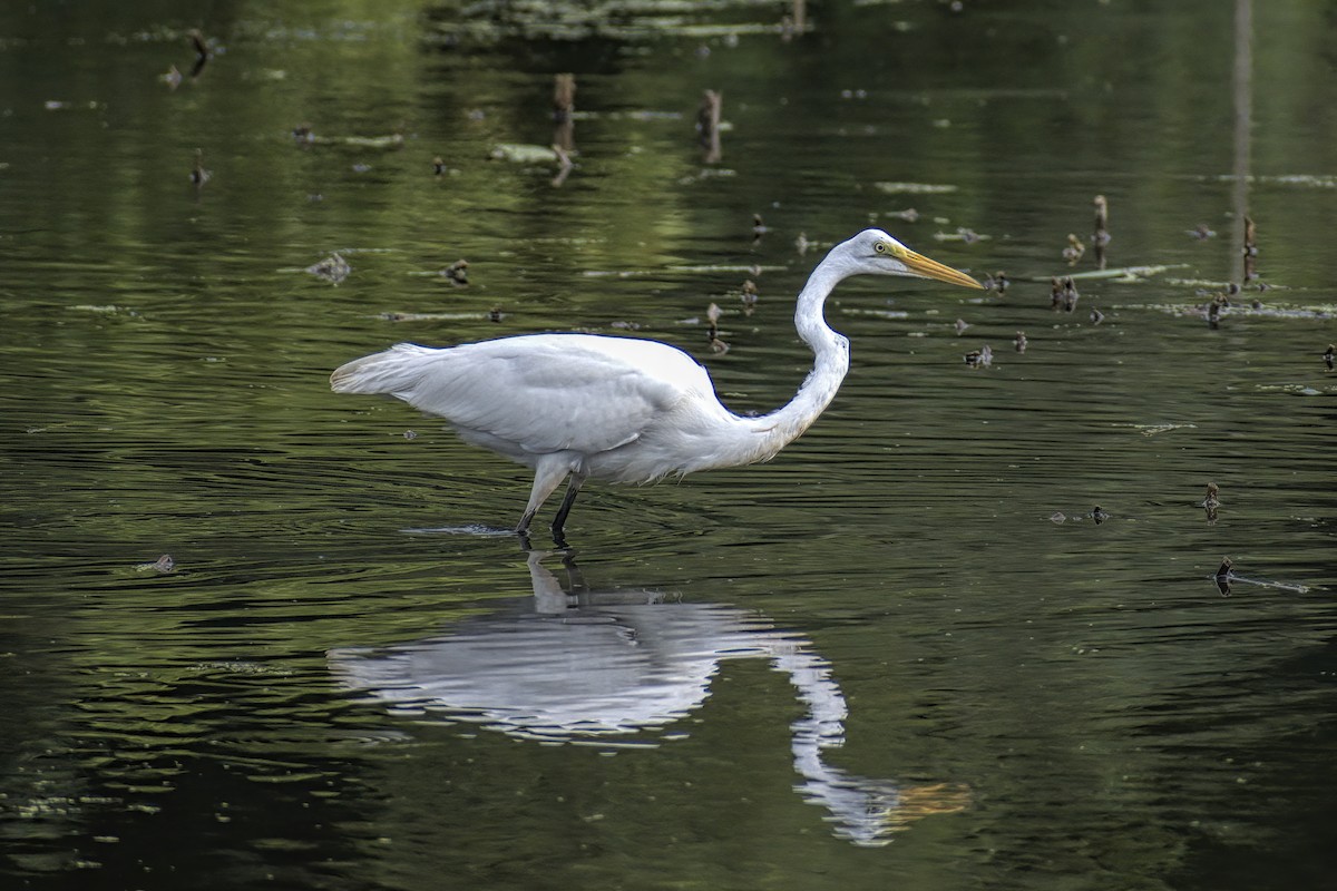 Great Egret - Justin Kolakowski