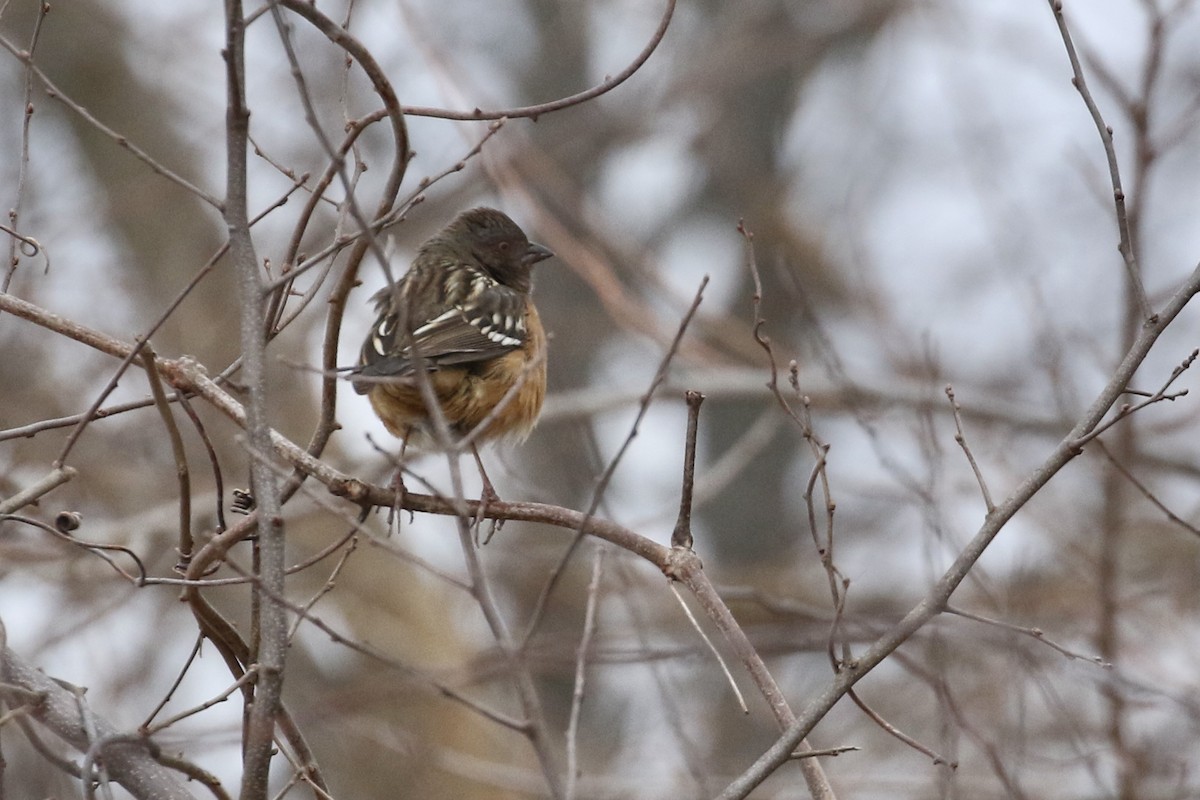 Spotted Towhee - ML364175521