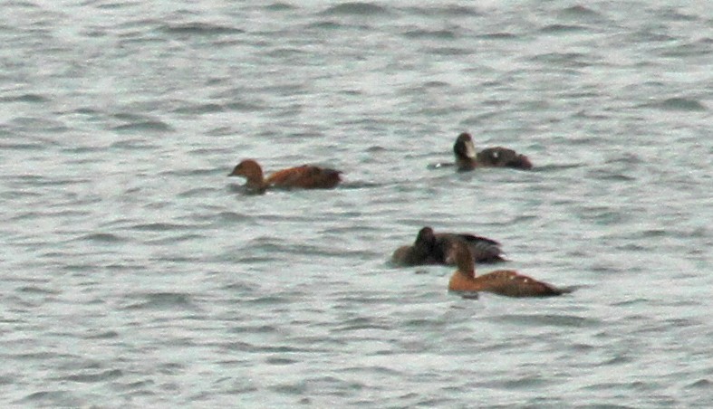 King Eider - ML36417701