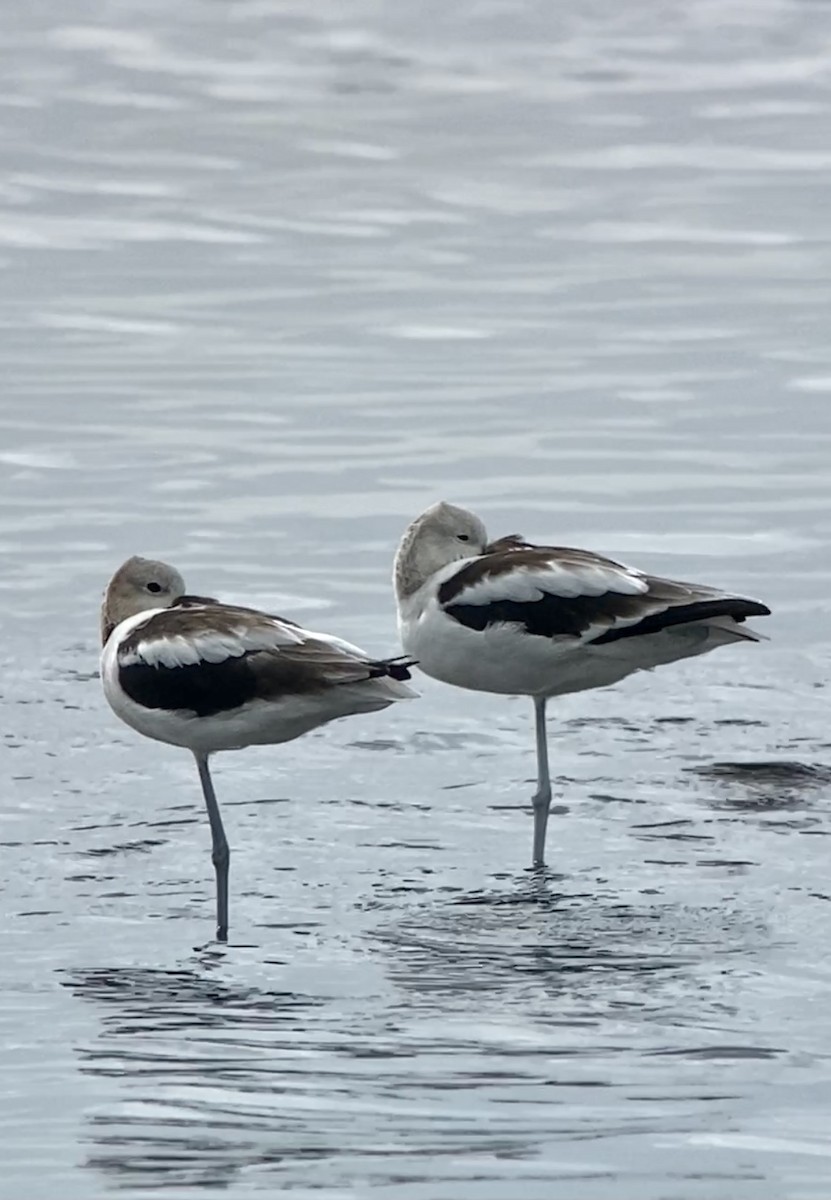 American Avocet - ML364177111