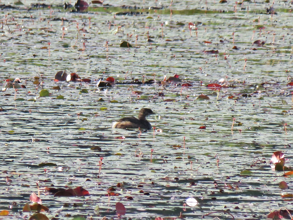 Pied-billed Grebe - David and Regan Goodyear