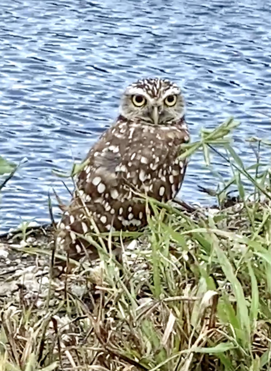 Burrowing Owl - ML364181181