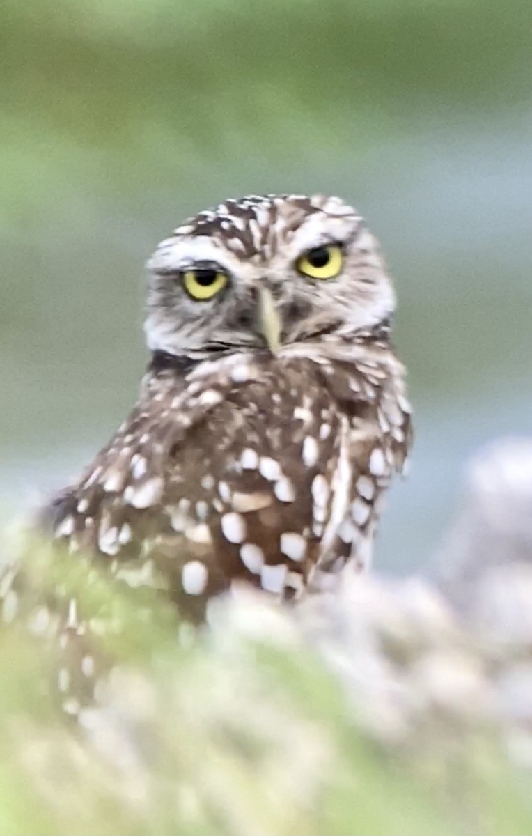 Burrowing Owl - ML364181281