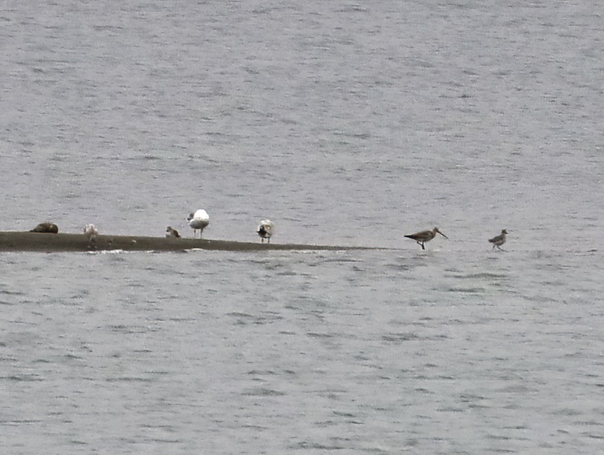 Bar-tailed Godwit - ML364183591