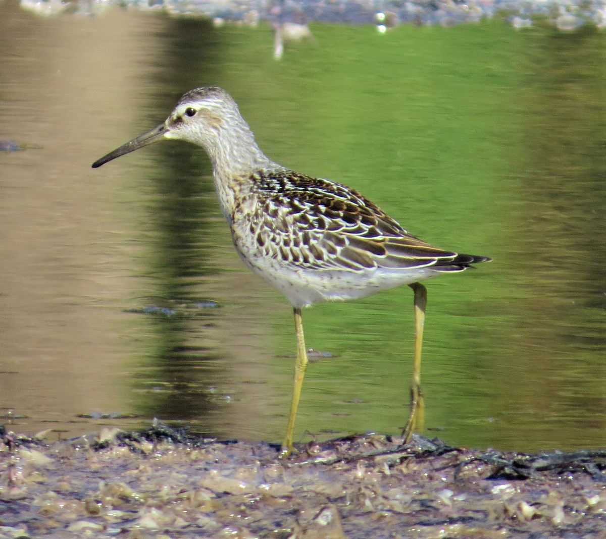 Stilt Sandpiper - ML364183951