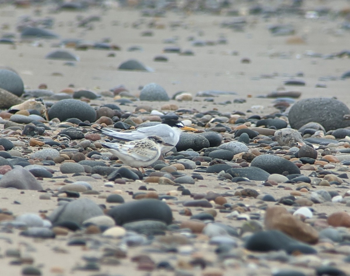 Little Tern - ML364185541