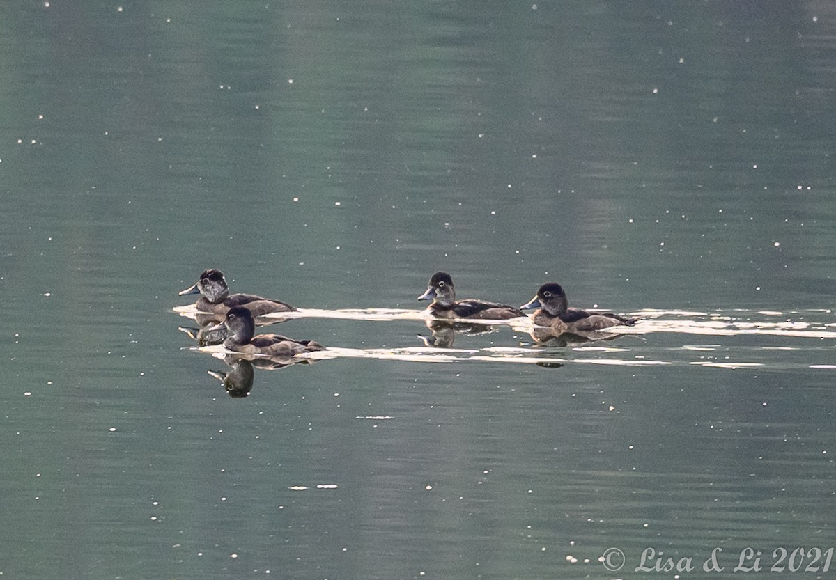 Ring-necked Duck - ML364186961