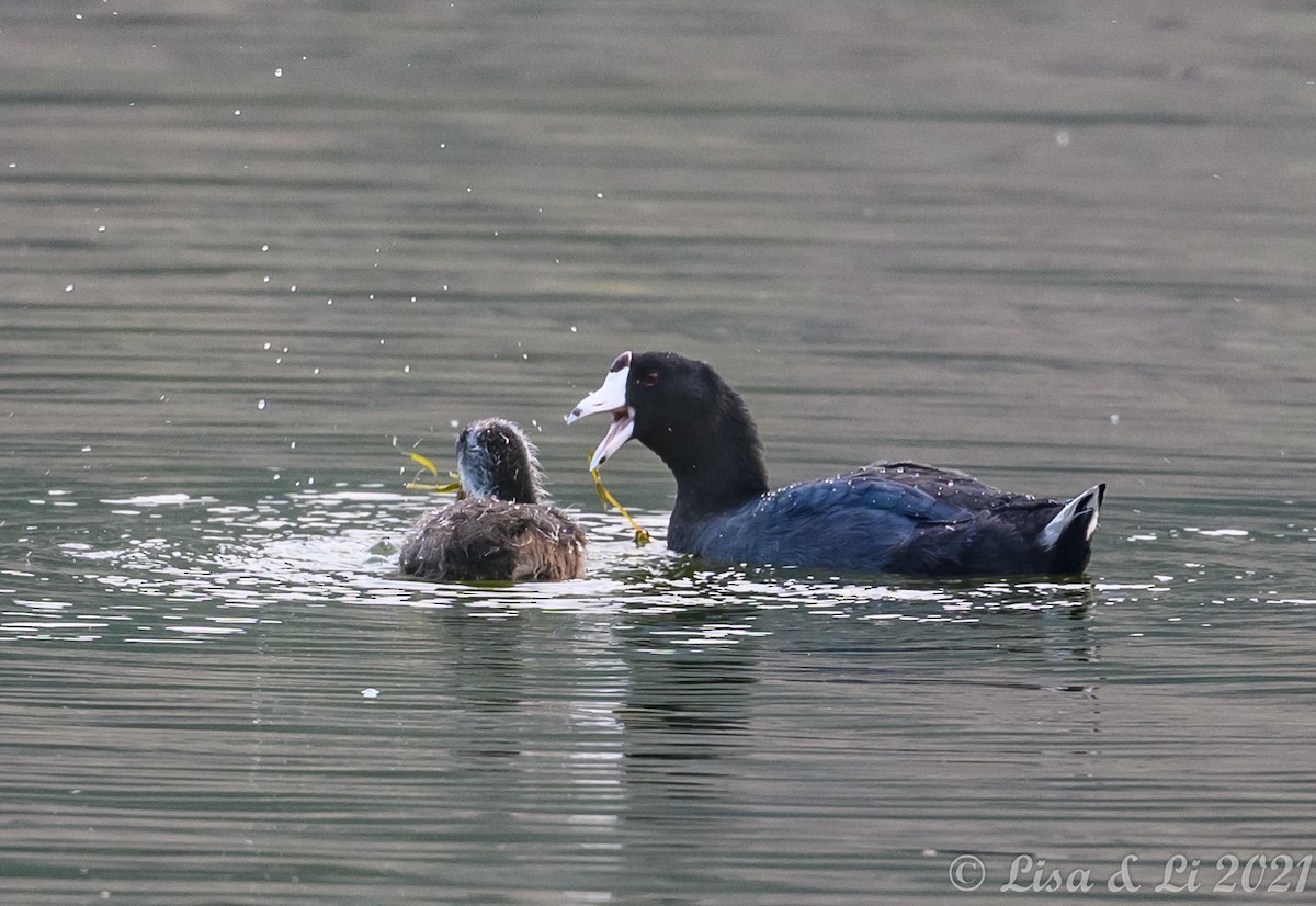 American Coot - ML364187071