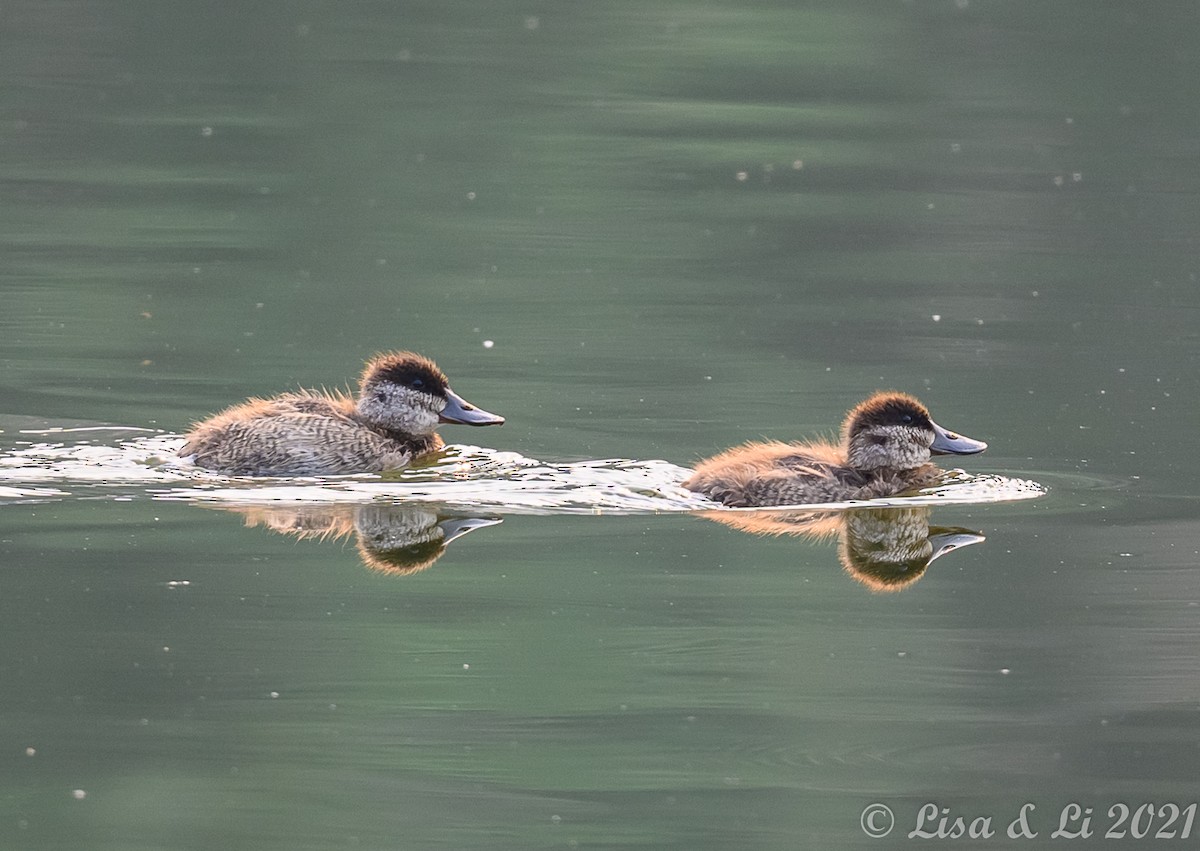 Ruddy Duck - ML364187181