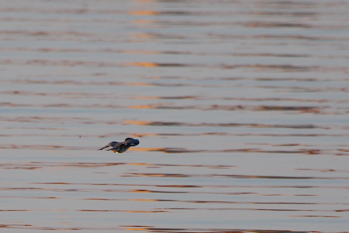 Belted Kingfisher - ML364187531