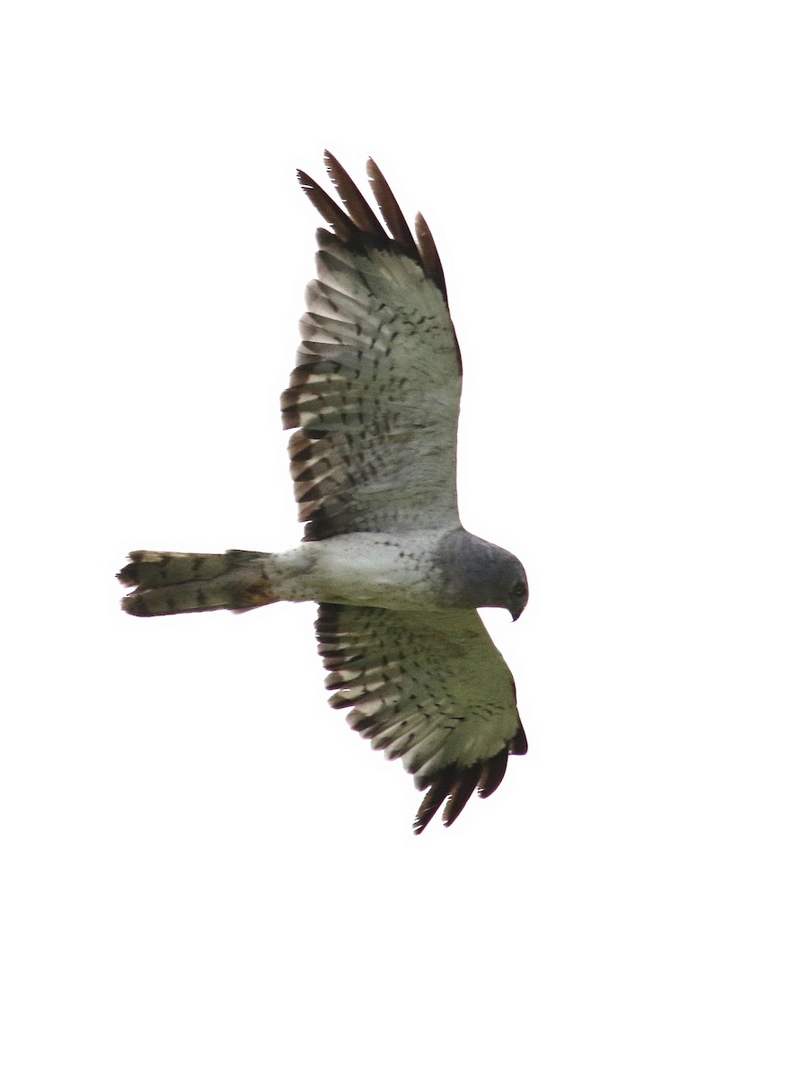 Northern Harrier - John  Cameron