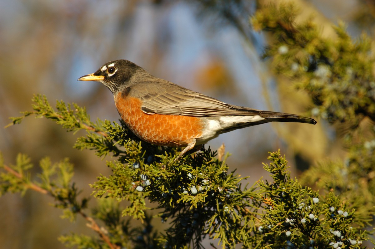 American Robin - ML36419041