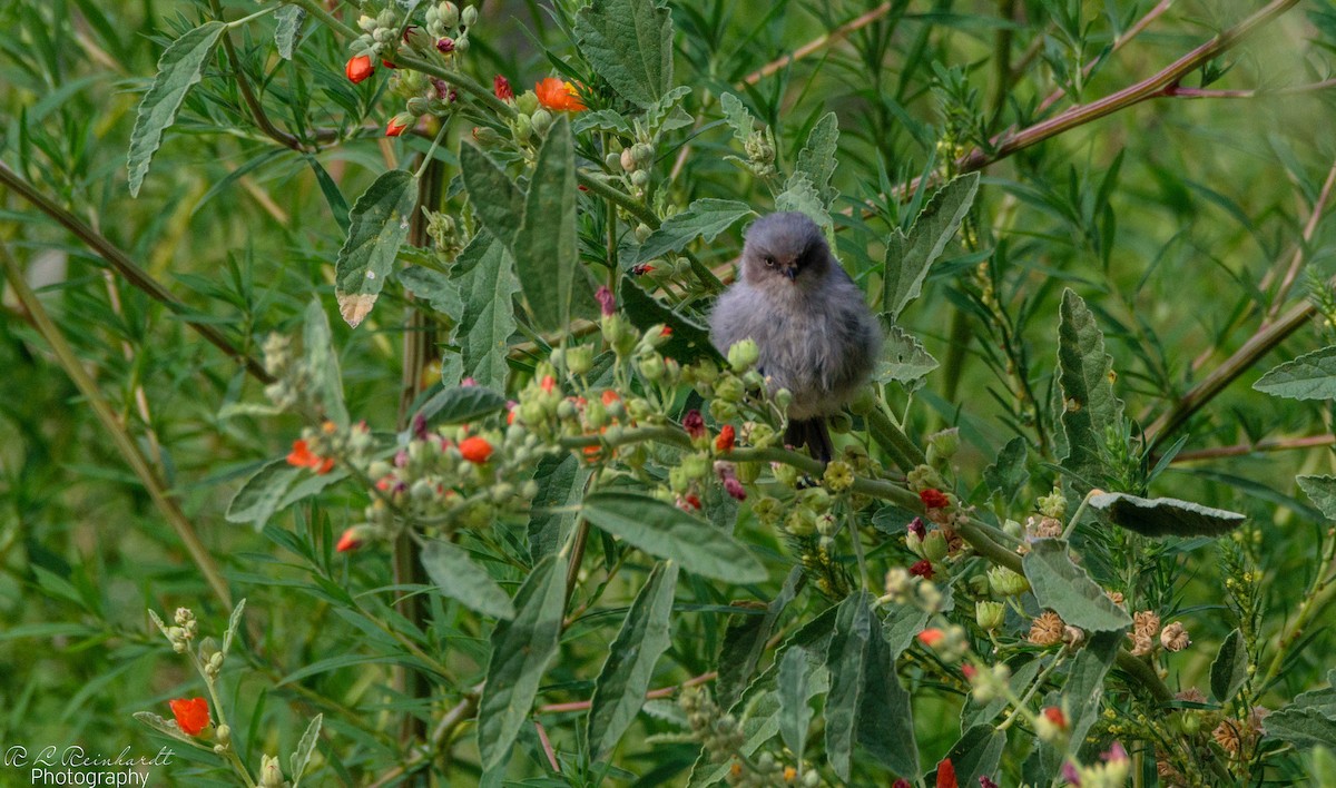 Bushtit - ML364191141