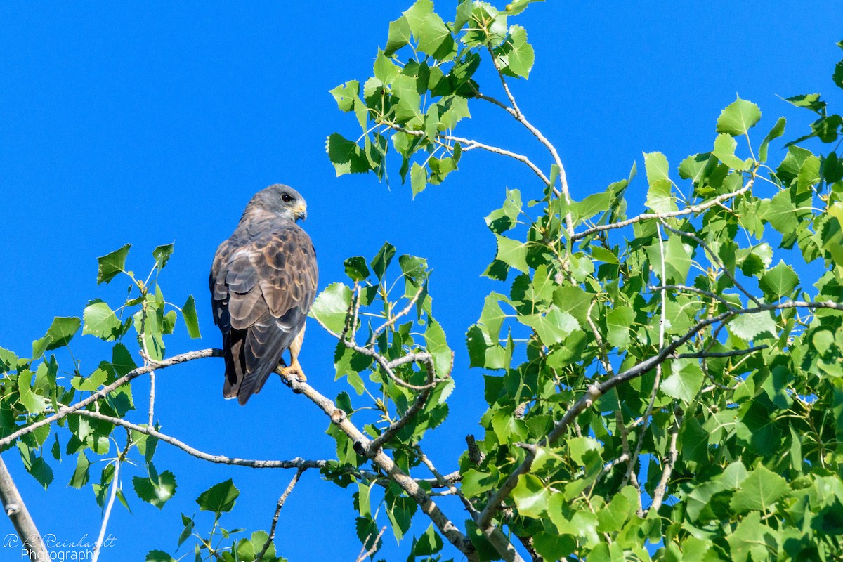 Swainson's Hawk - Rodney Reinhardt