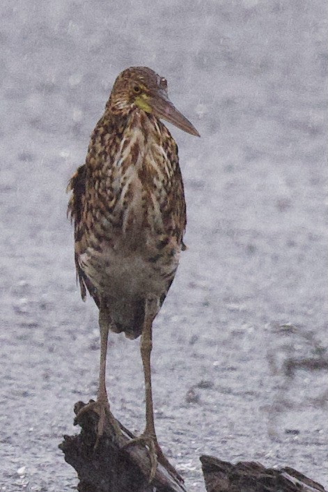 Rufescent Tiger-Heron - ML364191251