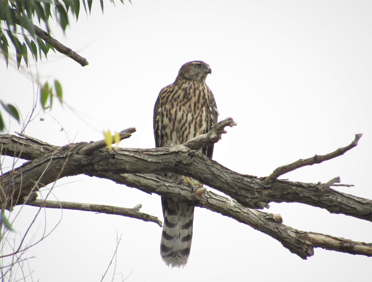 American Goshawk - ML364191501