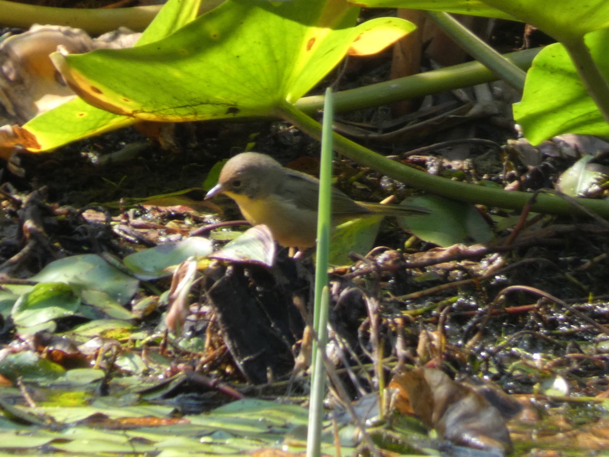 Nashville Warbler - ML364192121