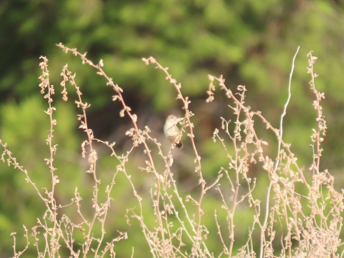 Zitting Cisticola - ML364193371