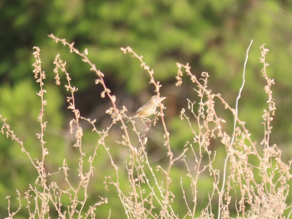 Zitting Cisticola - ML364193381