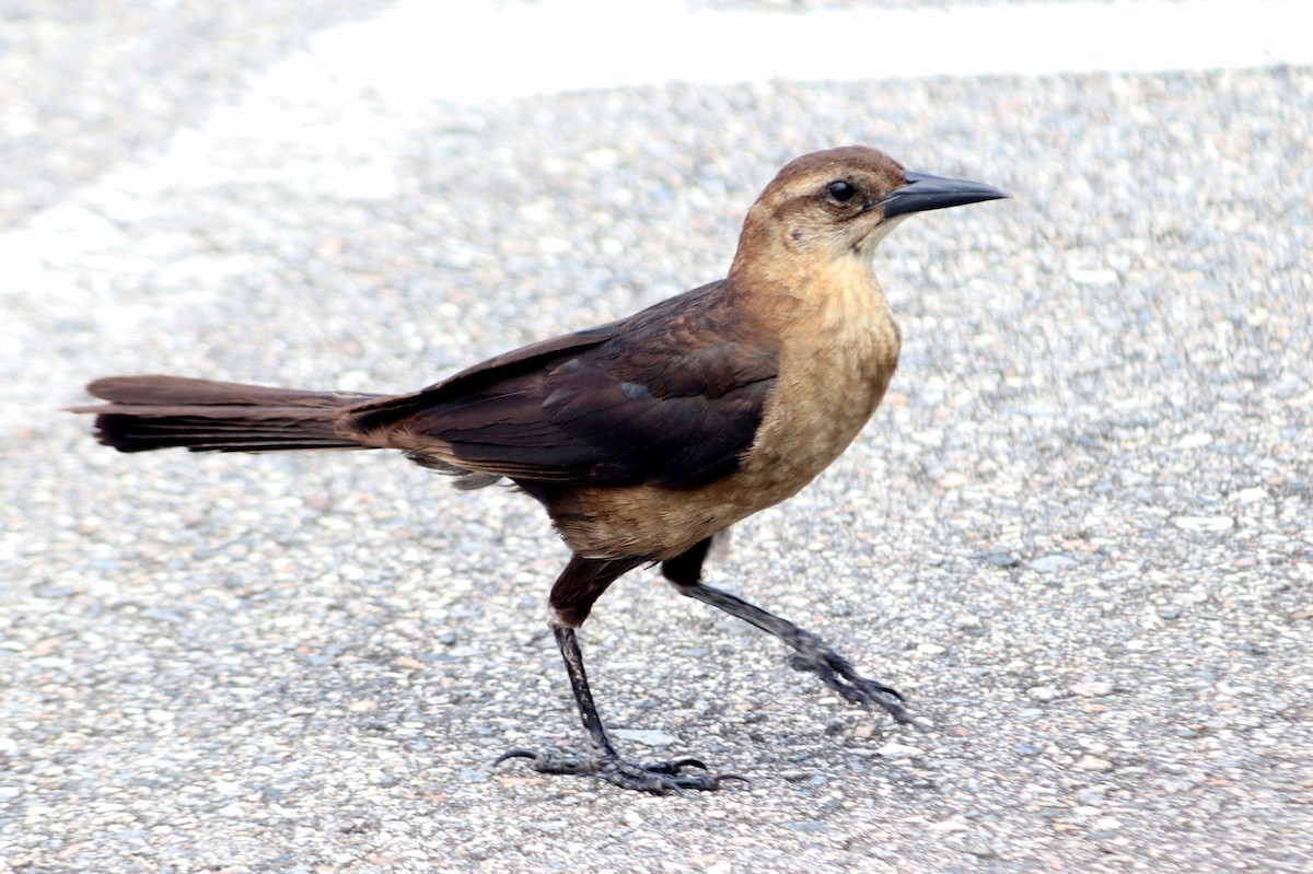Boat-tailed Grackle - ML364193491