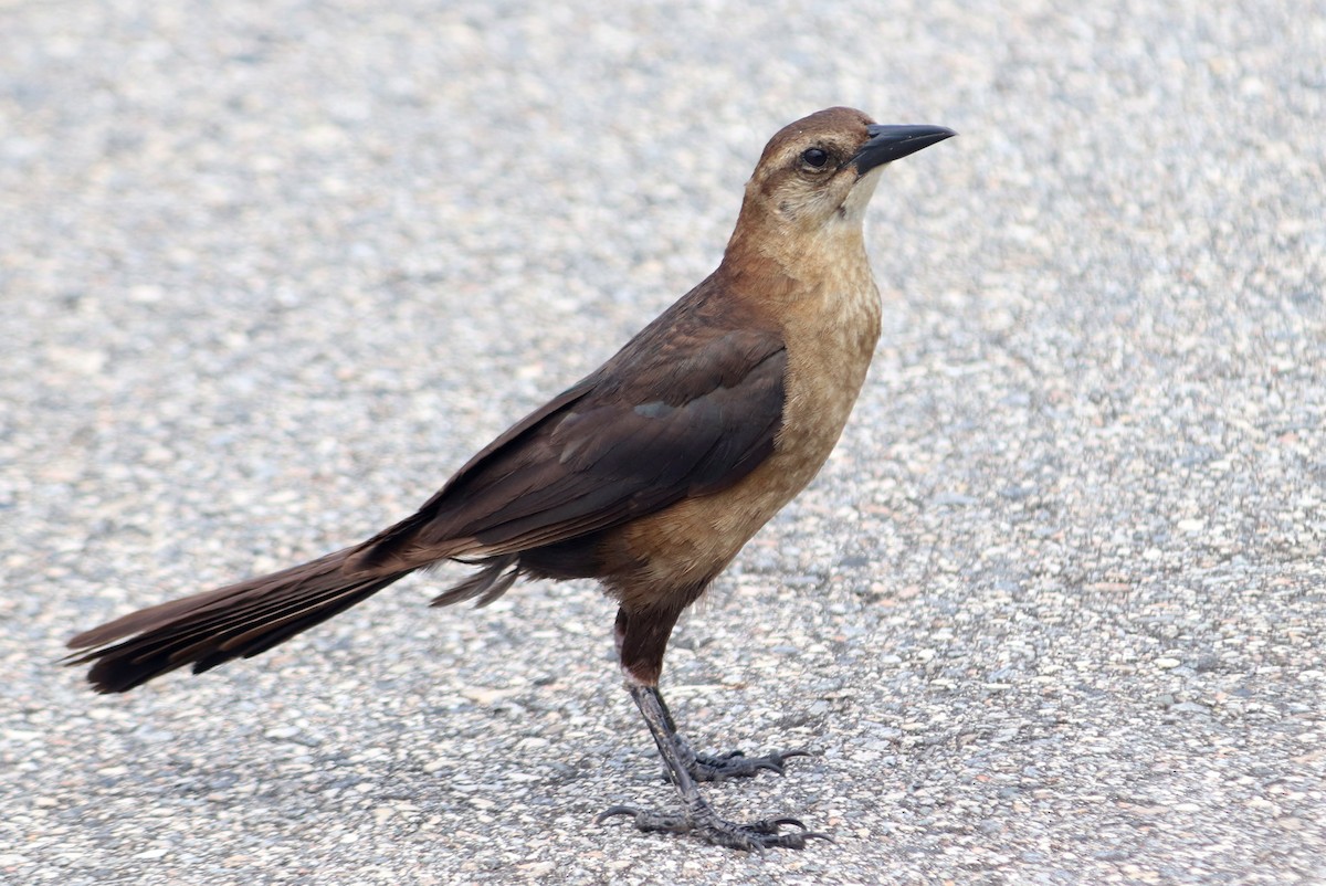 Boat-tailed Grackle - ML364193501
