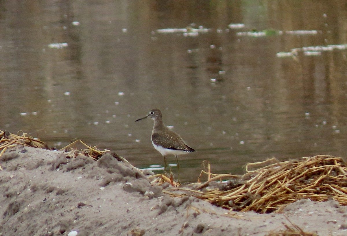 Solitary Sandpiper - ML364195301