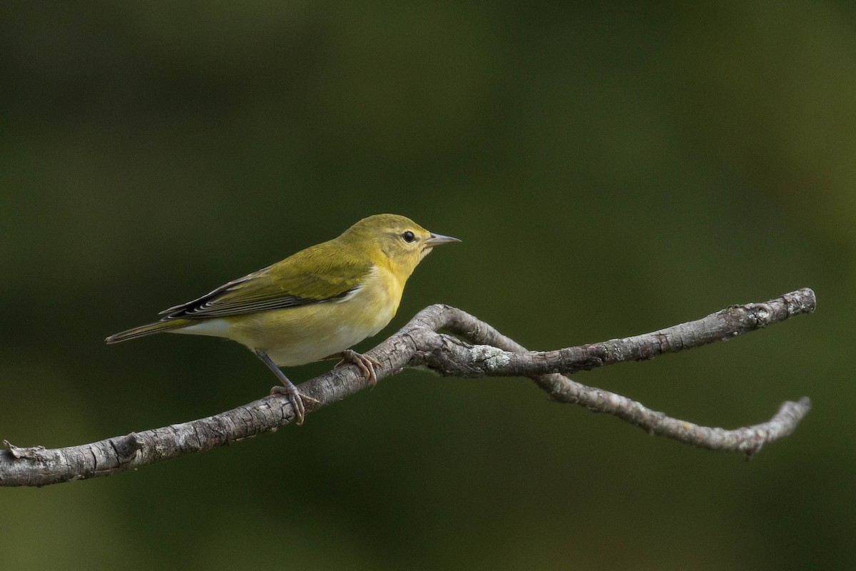 Tennessee Warbler - ML364195321