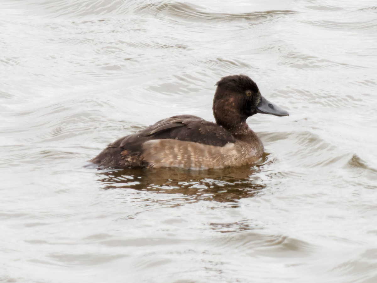 Tufted Duck - William Stephens