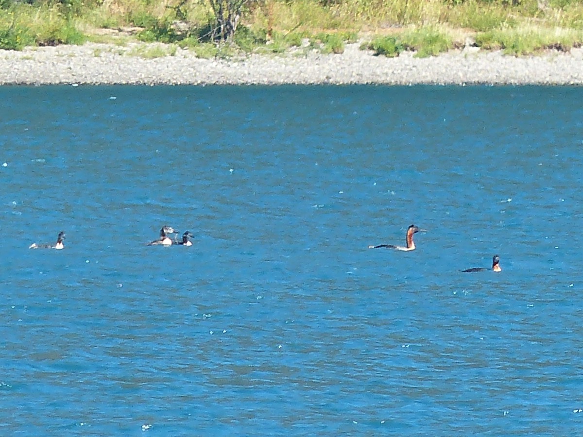 Great Grebe - ML364196411