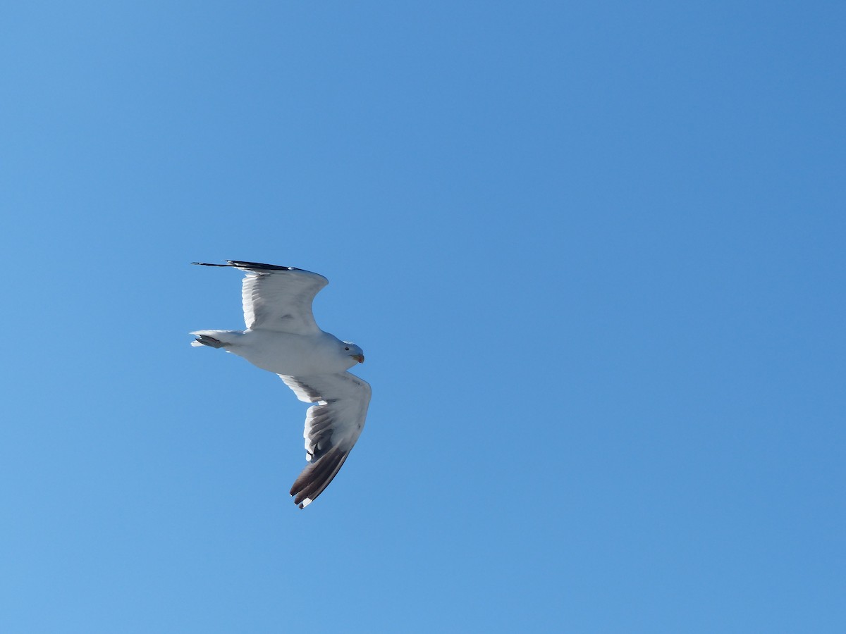 Kelp Gull - ML364196761