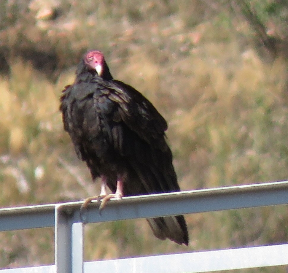 Turkey Vulture - ML364197241