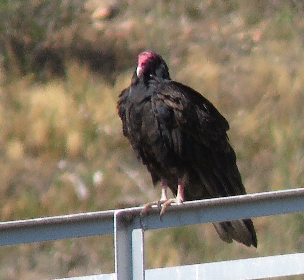 Turkey Vulture - ML364197251