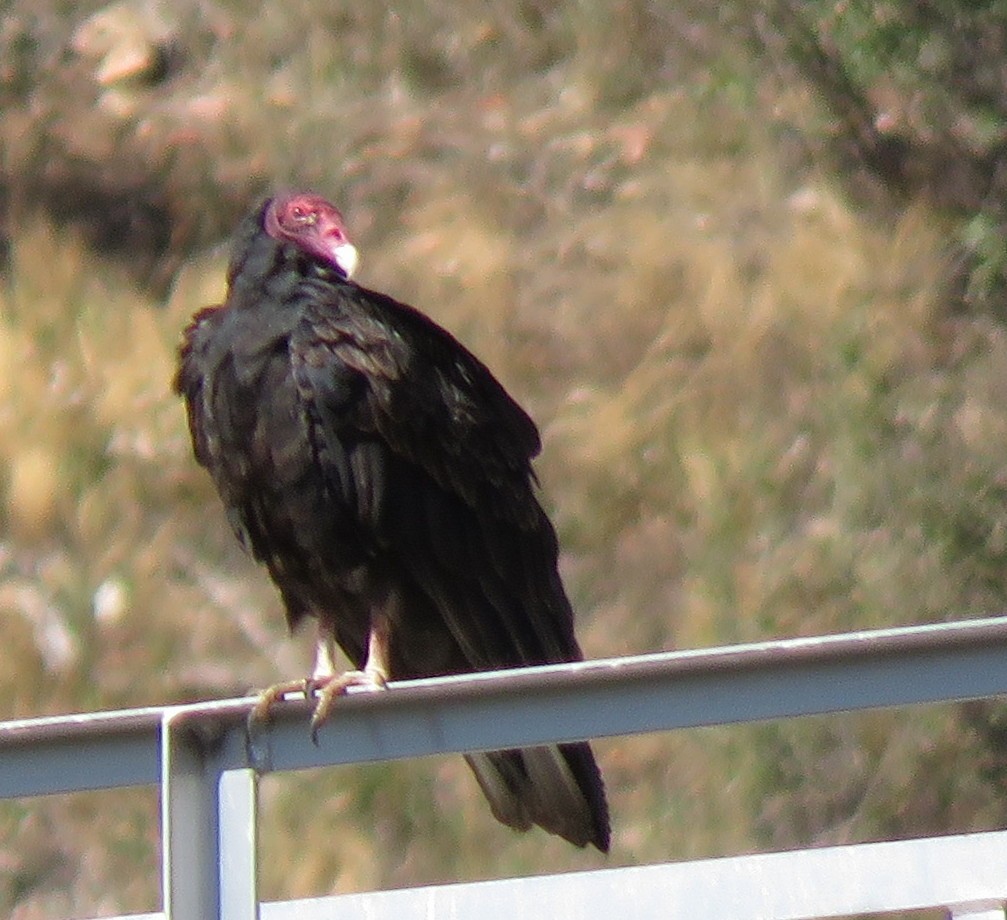 Turkey Vulture - ML364197391