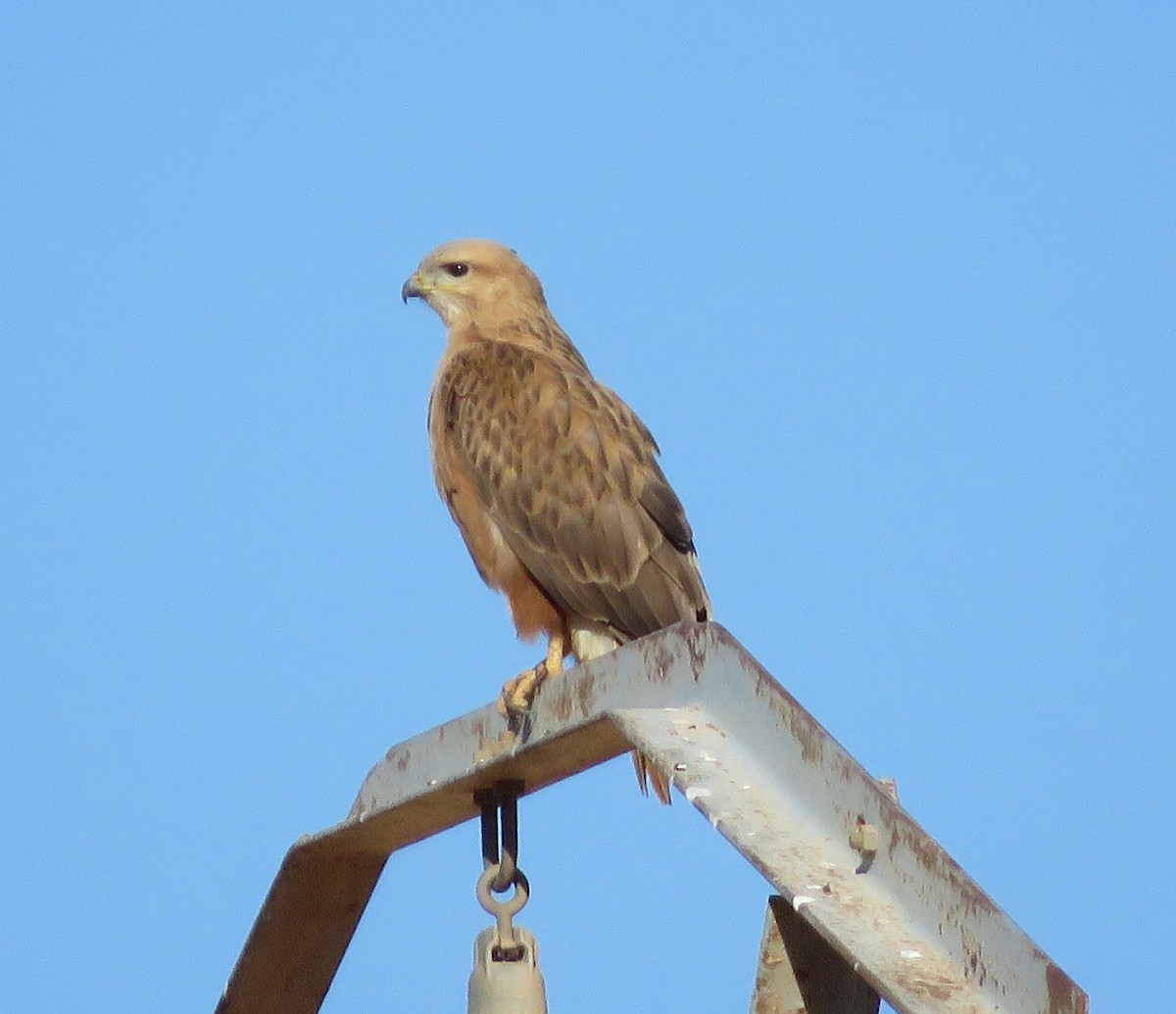 Long-legged Buzzard (Atlas) - ML364198501