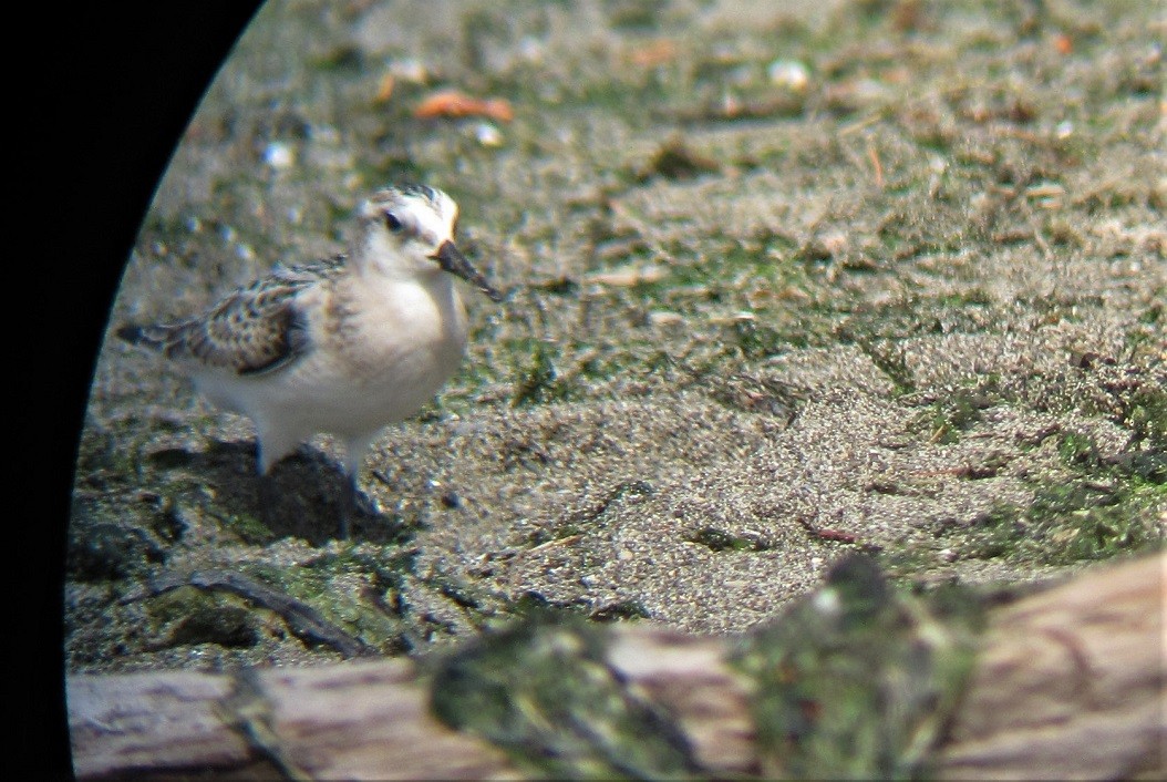 Bécasseau sanderling - ML364198861