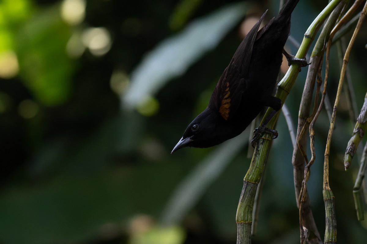 Variable Oriole - ML364198961