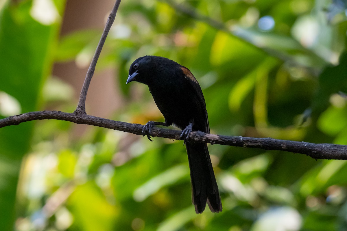 Variable Oriole - ML364198971