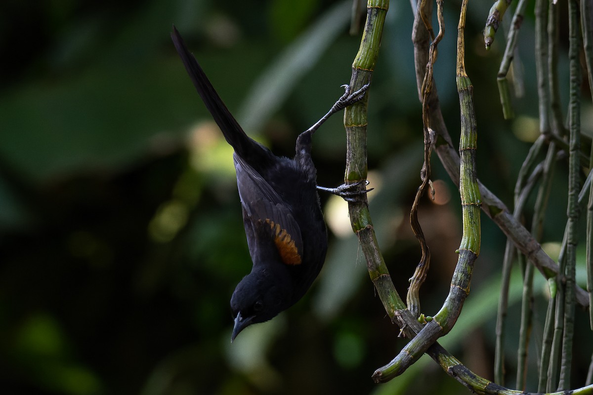 Variable Oriole - ML364199071