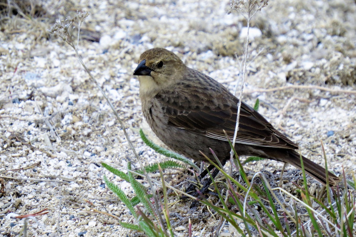 Braunkopf-Kuhstärling - ML364200401