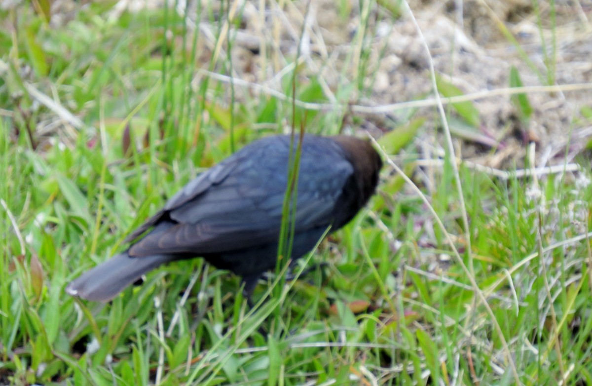 Brown-headed Cowbird - ML364200441