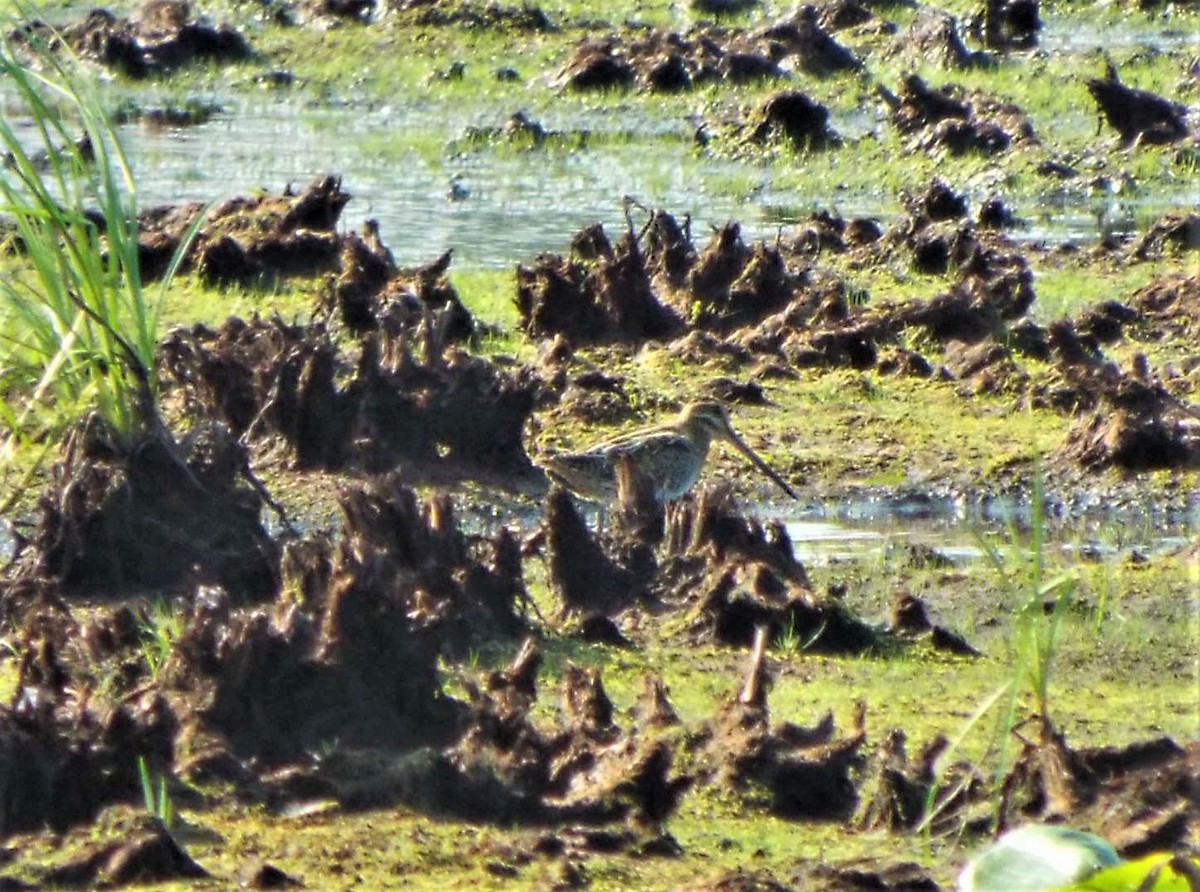 Wilson's Snipe - ML364201211