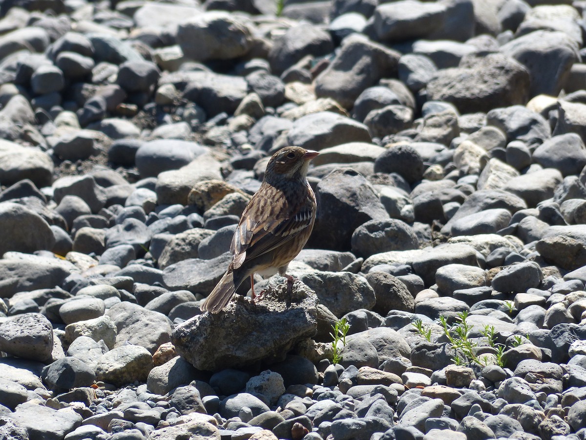 Mourning Sierra Finch - ML364202501