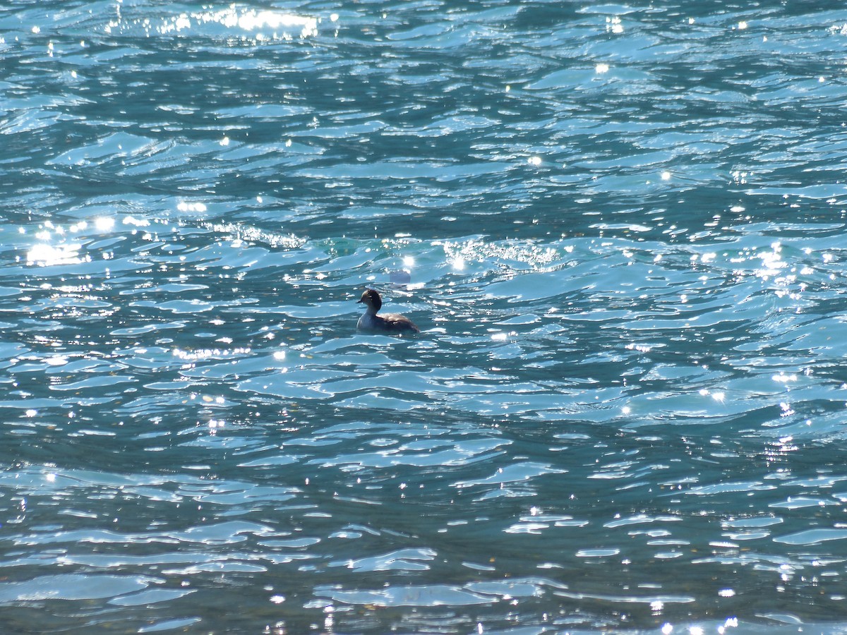 Silvery Grebe - ML364203311