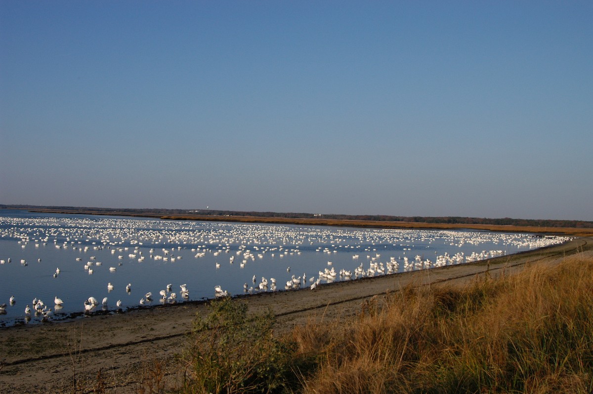 Snow Goose - ML36420341