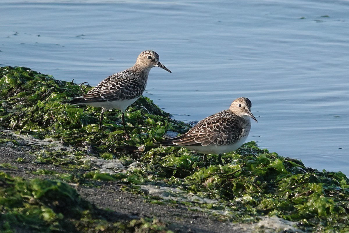 gulbrystsnipe - ML364204221