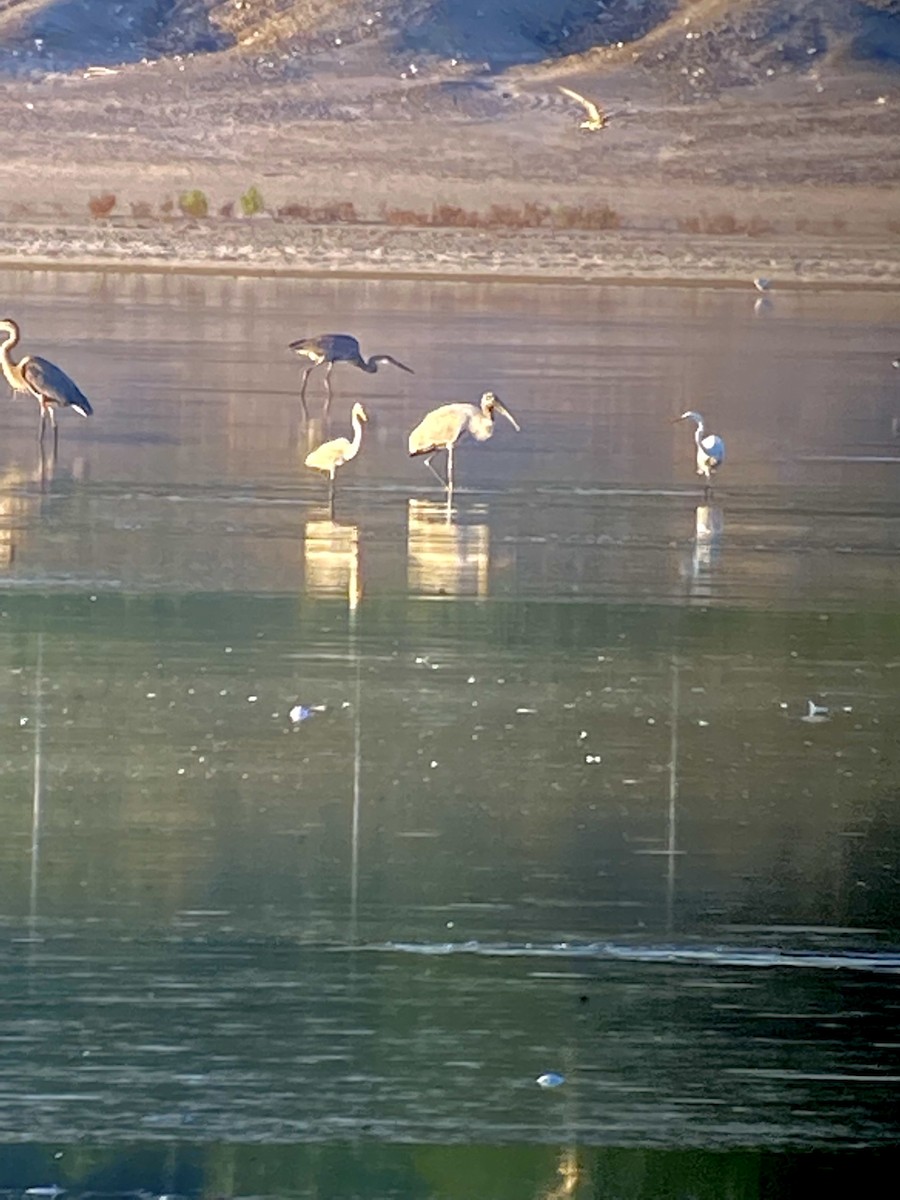 Wood Stork - ML364204451