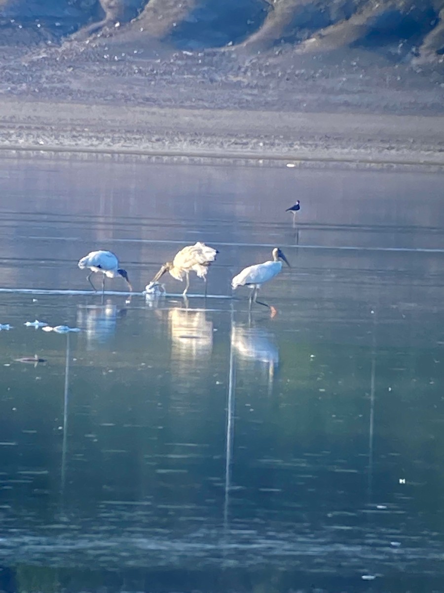 Wood Stork - ML364204491