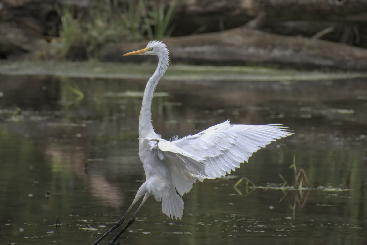 Great Egret - Justin Kolakowski