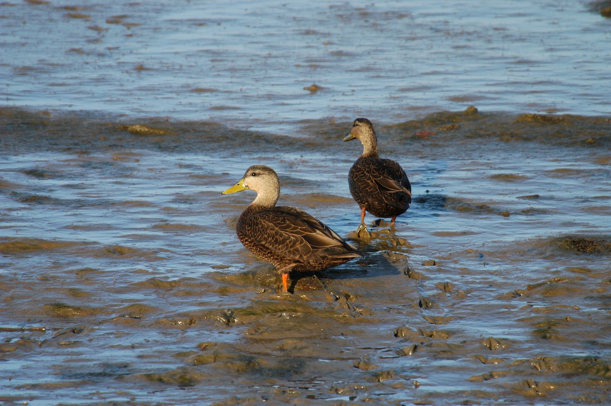 American Black Duck - ML36420721